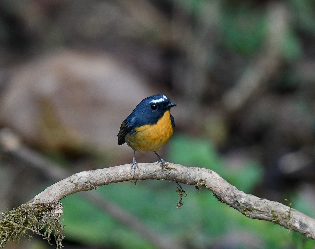 Snowy-browed Flycatcher - ML642096198