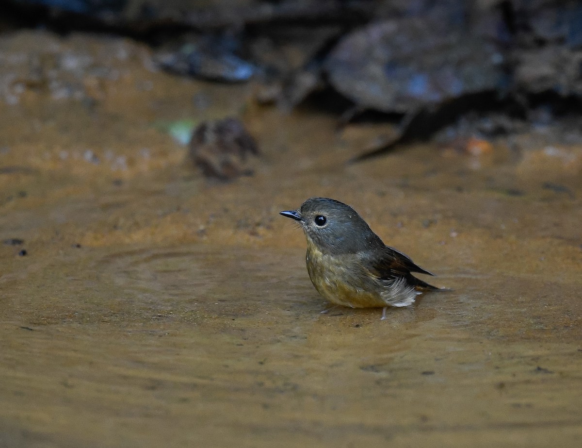 Snowy-browed Flycatcher - ML642096199