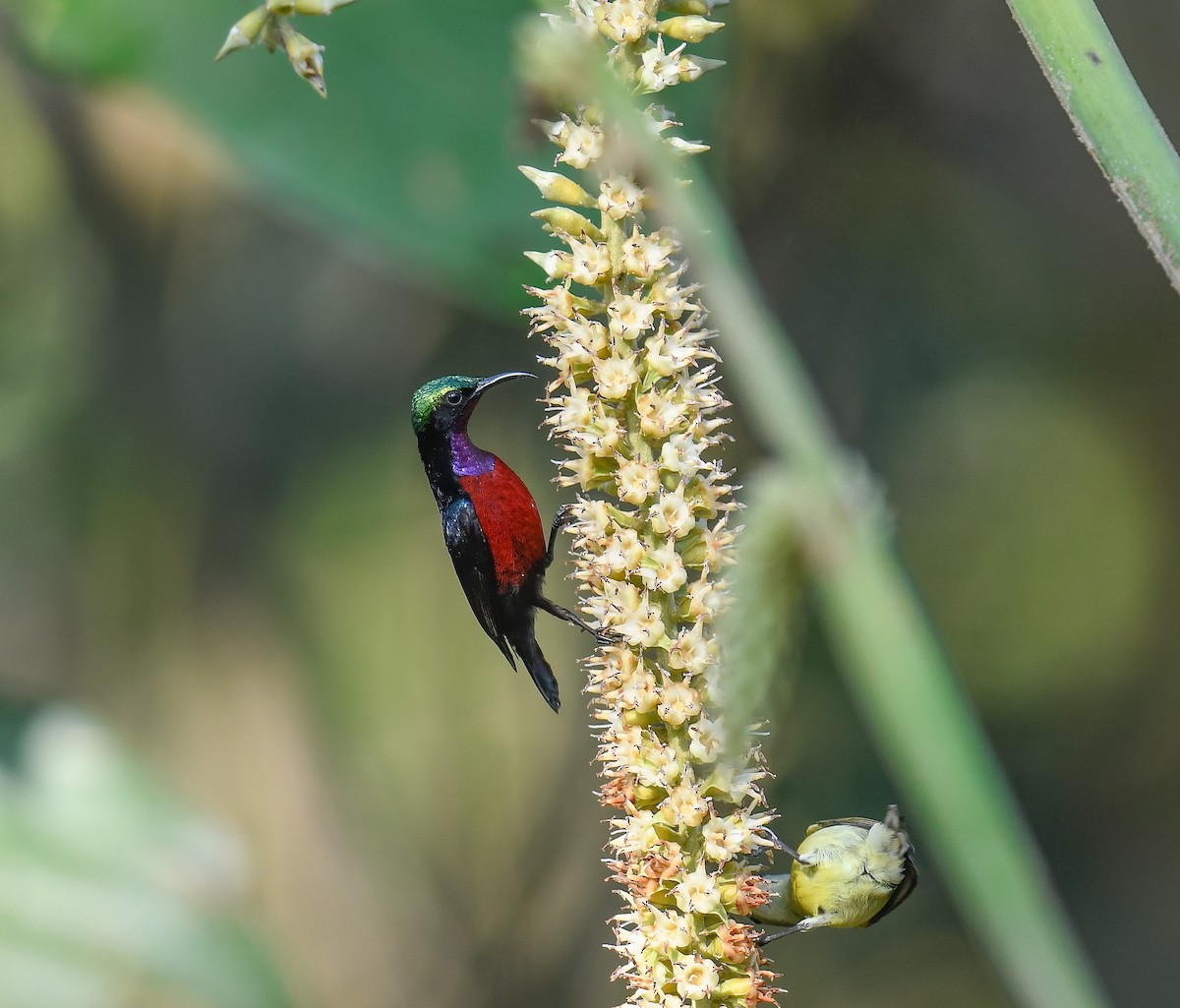 Van Hasselt's Sunbird - ML642096200
