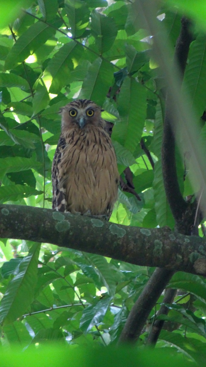 Buffy Fish-Owl - ML642096215