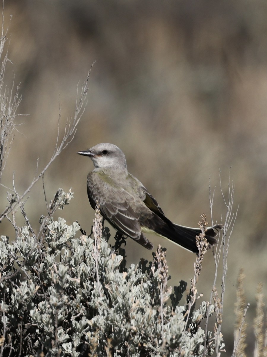 Western Kingbird - ML642096243