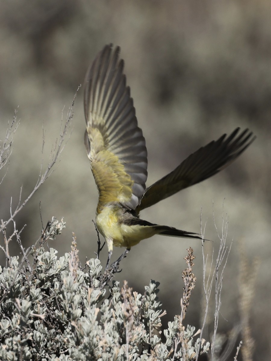 Western Kingbird - ML642096244