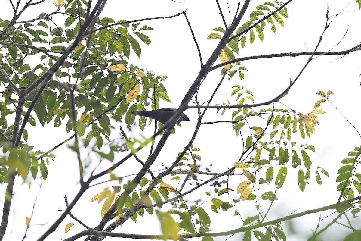 Sulawesi Cicadabird - ML642096247