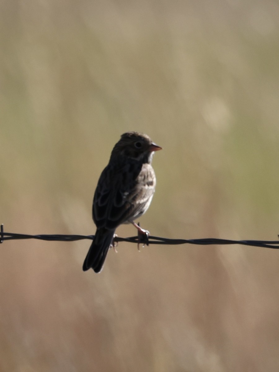 Vesper Sparrow - ML642096256