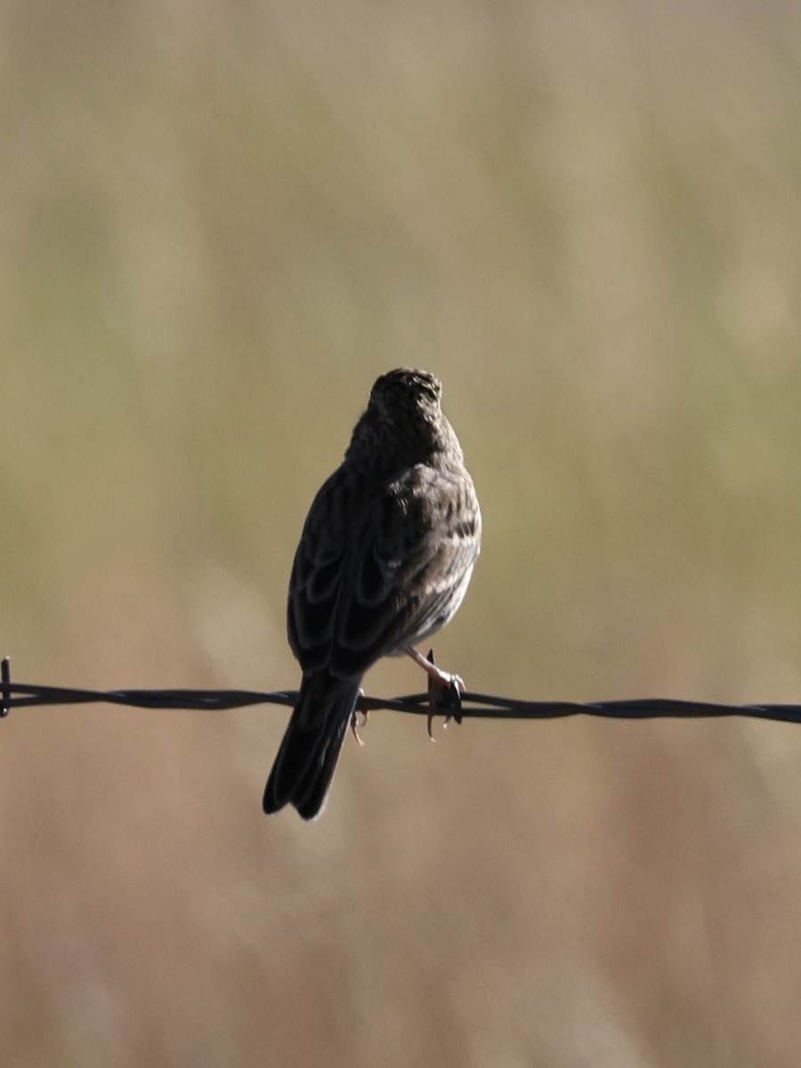 Vesper Sparrow - ML642096257