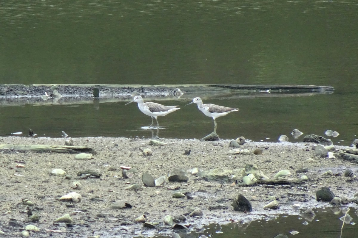 Common Greenshank - ML642096260
