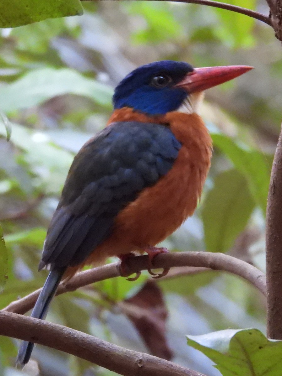 Green-backed Kingfisher - ML642096262