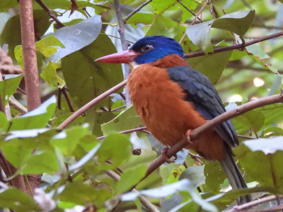 Green-backed Kingfisher - ML642096263