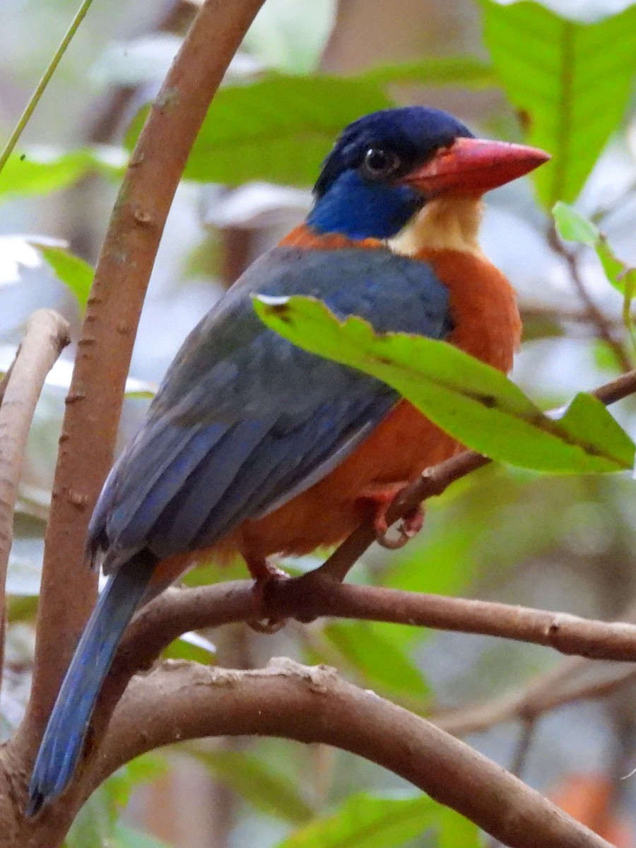 Green-backed Kingfisher - ML642096264