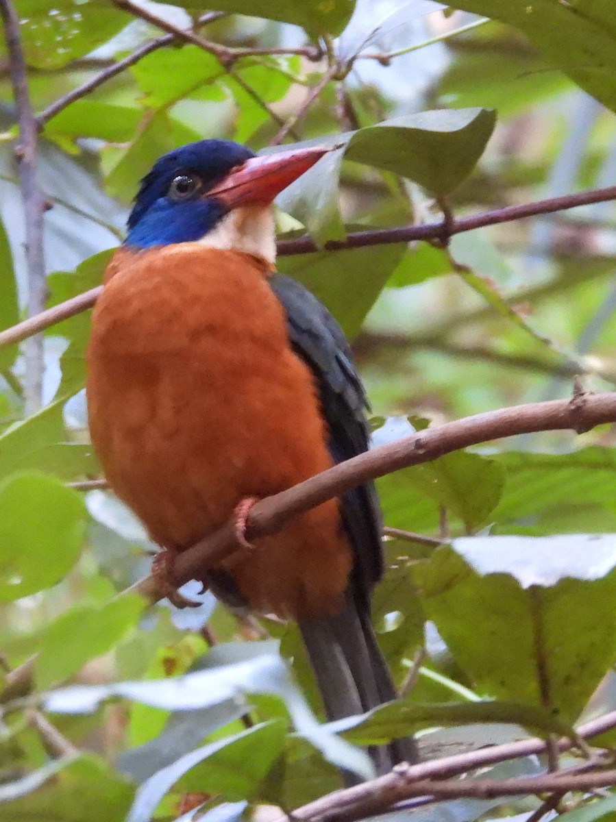 Green-backed Kingfisher - ML642096265