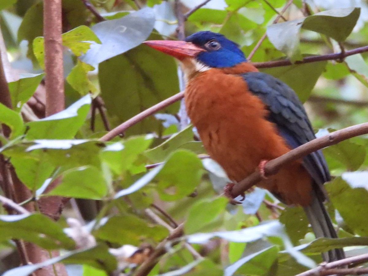 Green-backed Kingfisher - ML642096267