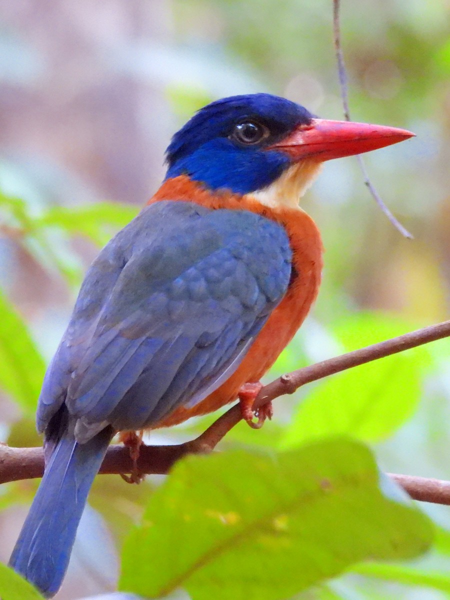 Green-backed Kingfisher - ML642096268
