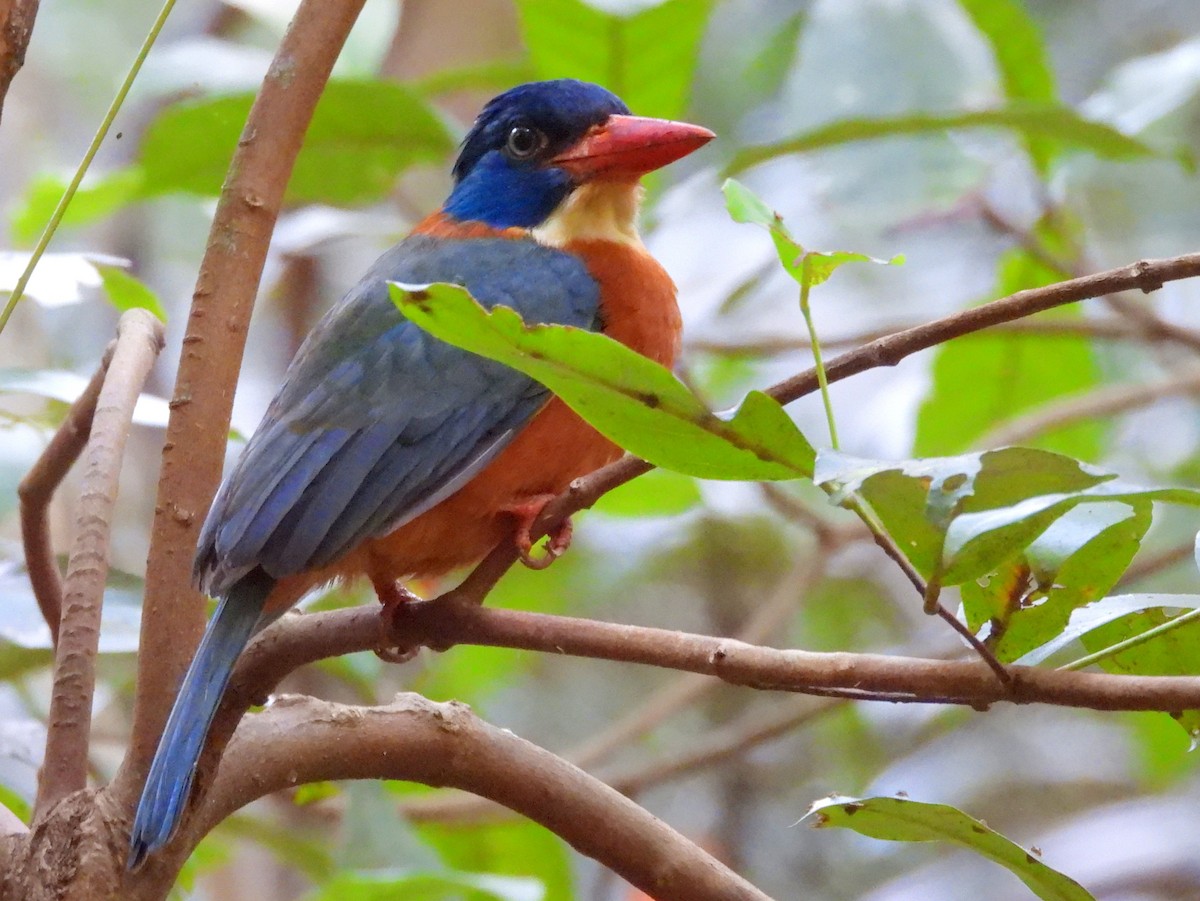 Green-backed Kingfisher - ML642096270