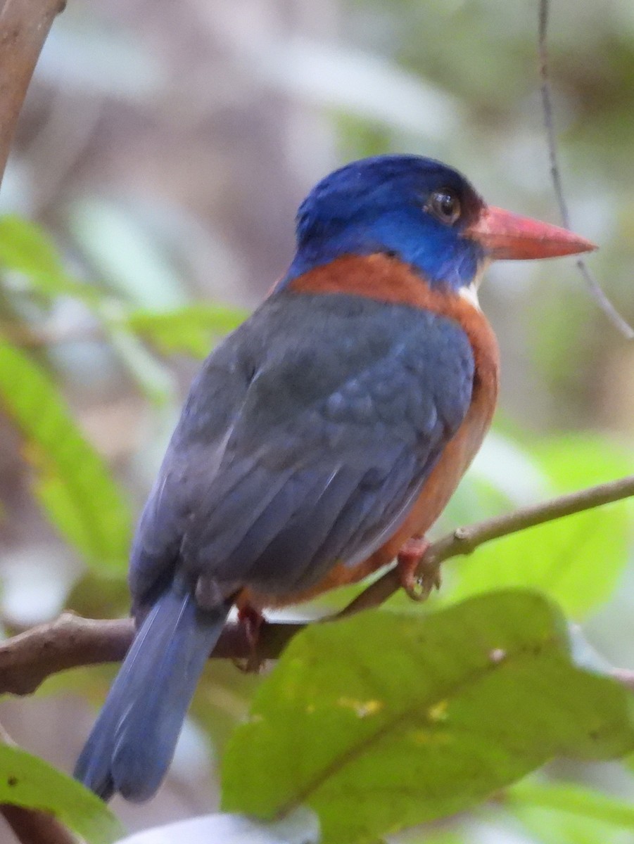 Green-backed Kingfisher - ML642096271