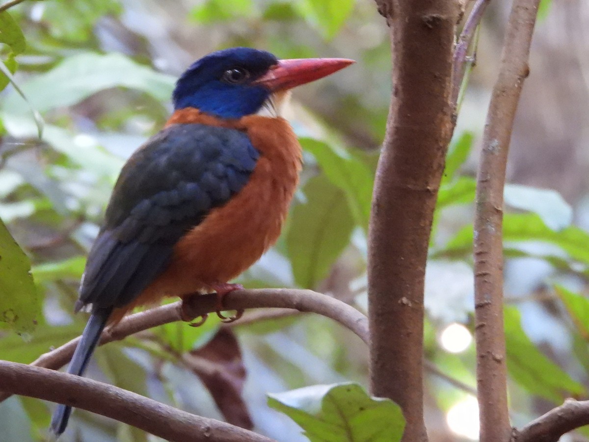Green-backed Kingfisher - ML642096272