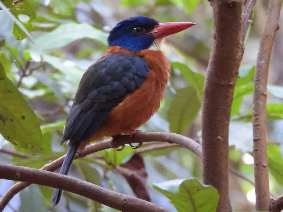 Green-backed Kingfisher - ML642096273