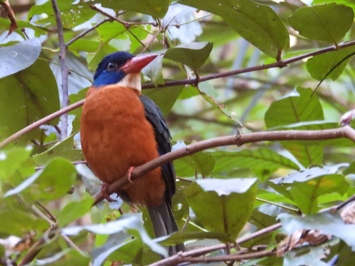 Green-backed Kingfisher - ML642096274