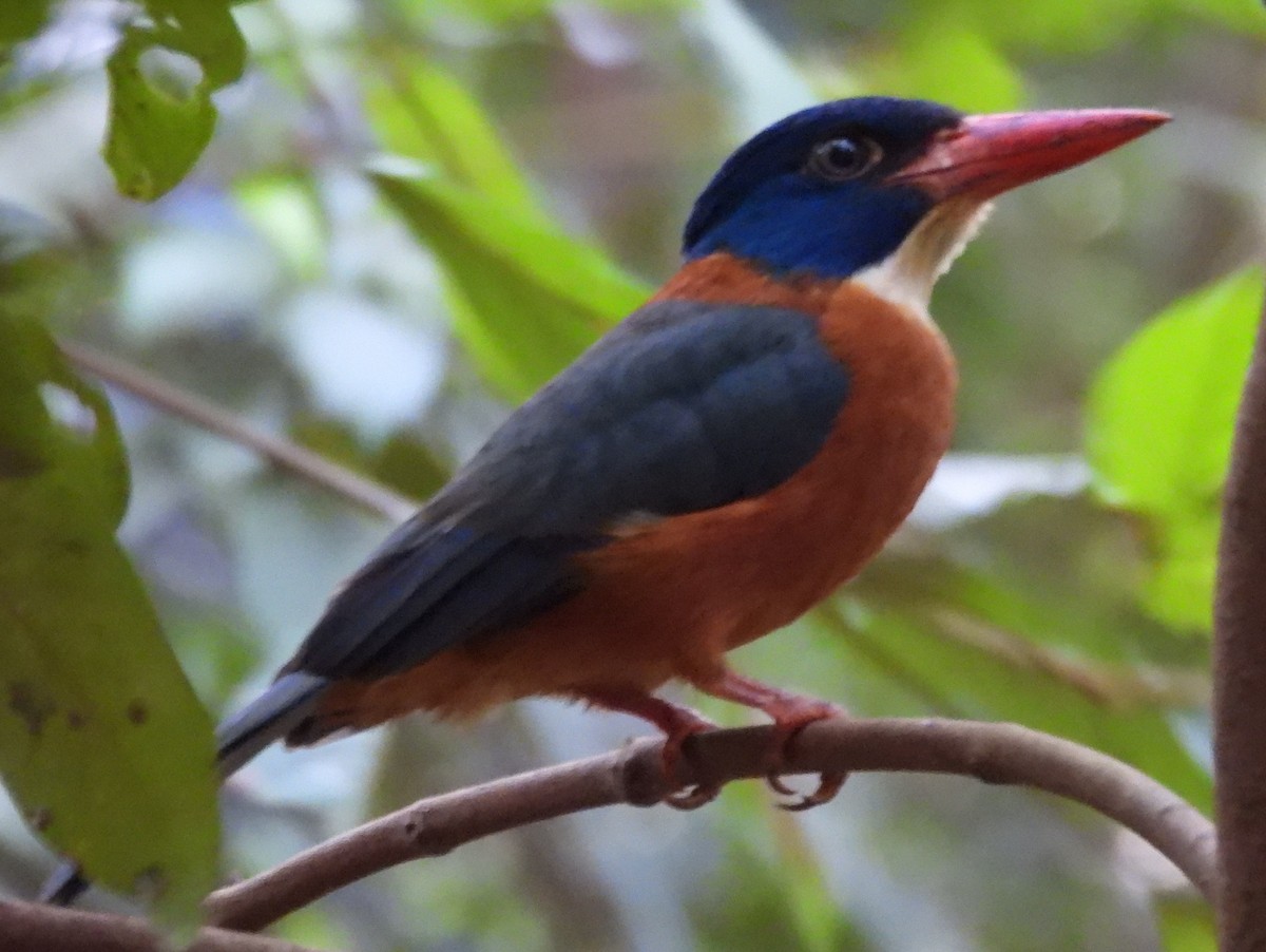 Green-backed Kingfisher - ML642096275