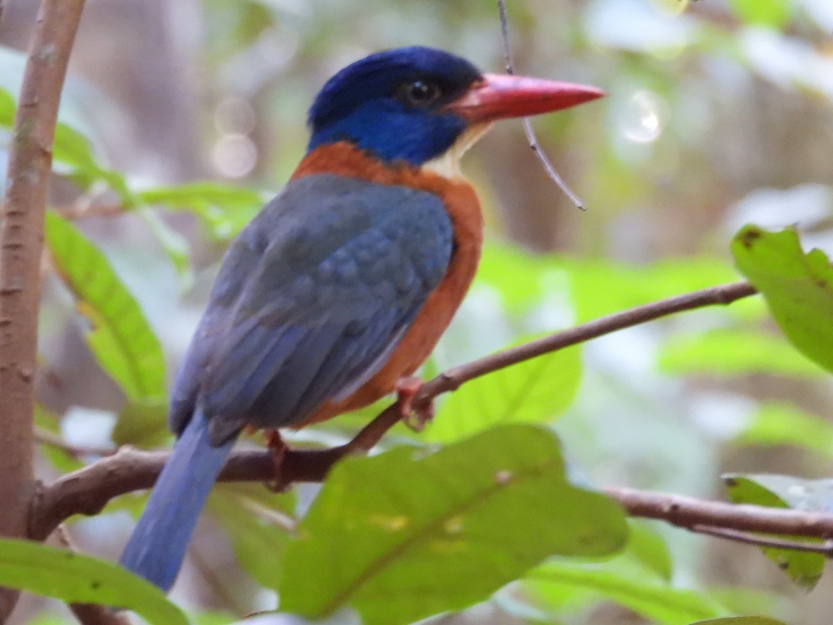 Green-backed Kingfisher - ML642096276