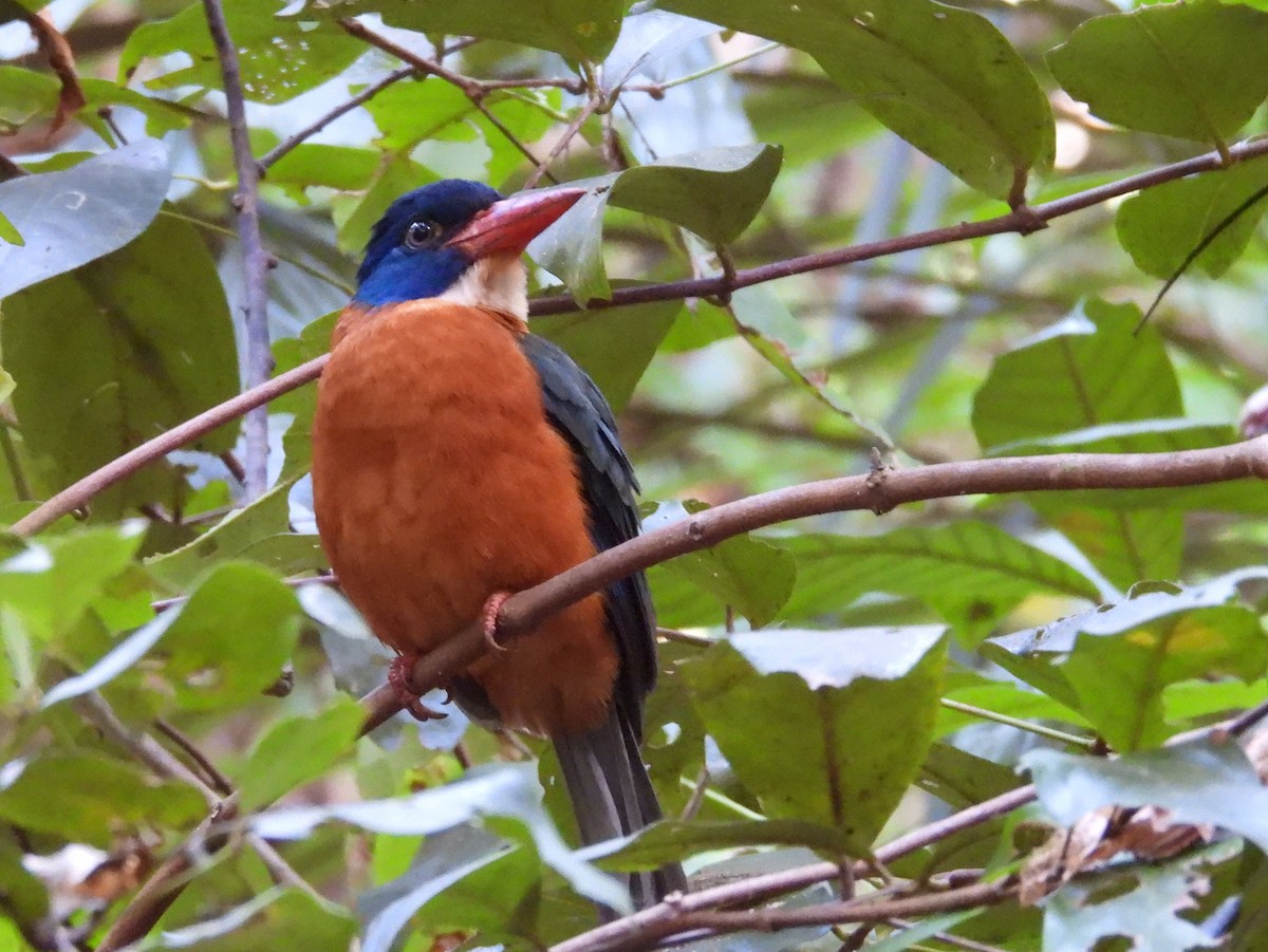 Green-backed Kingfisher - ML642096277