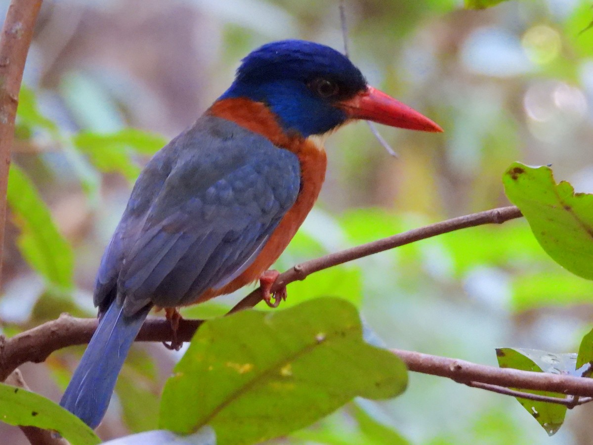Green-backed Kingfisher - ML642096278