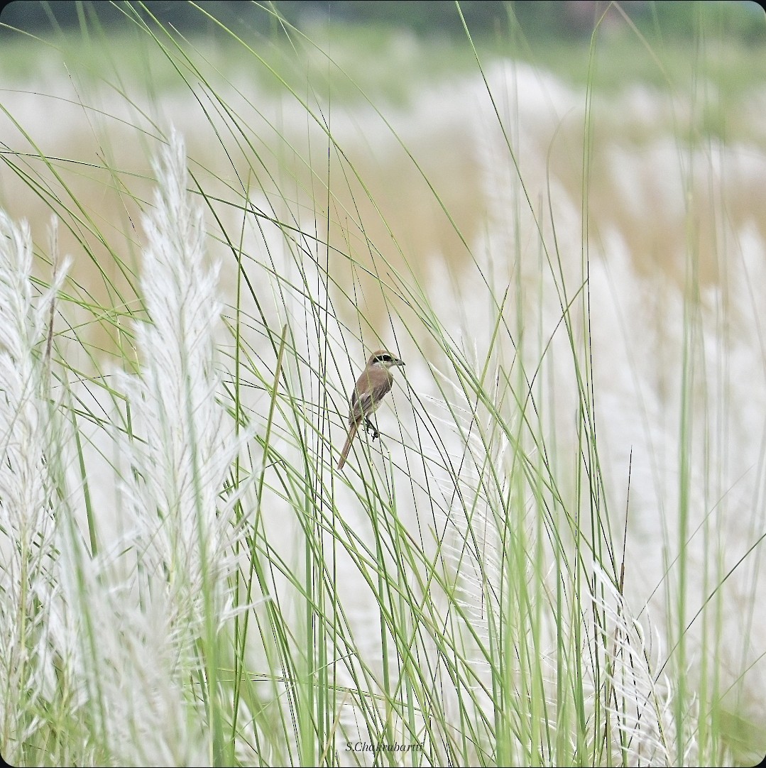 Brown Shrike - ML642096287