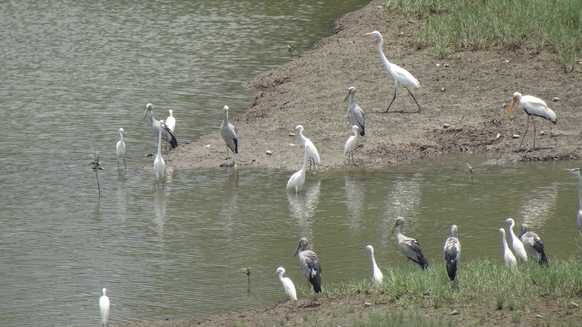Medium Egret - ML642096297