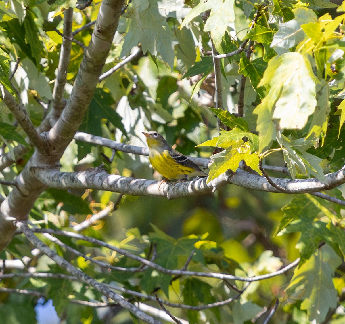 Magnolia Warbler - ML642096307