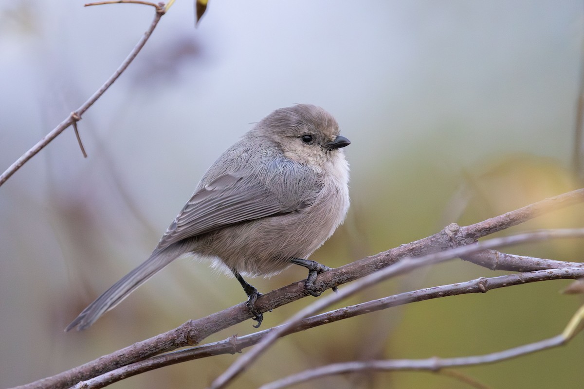 Bushtit - ML642096309