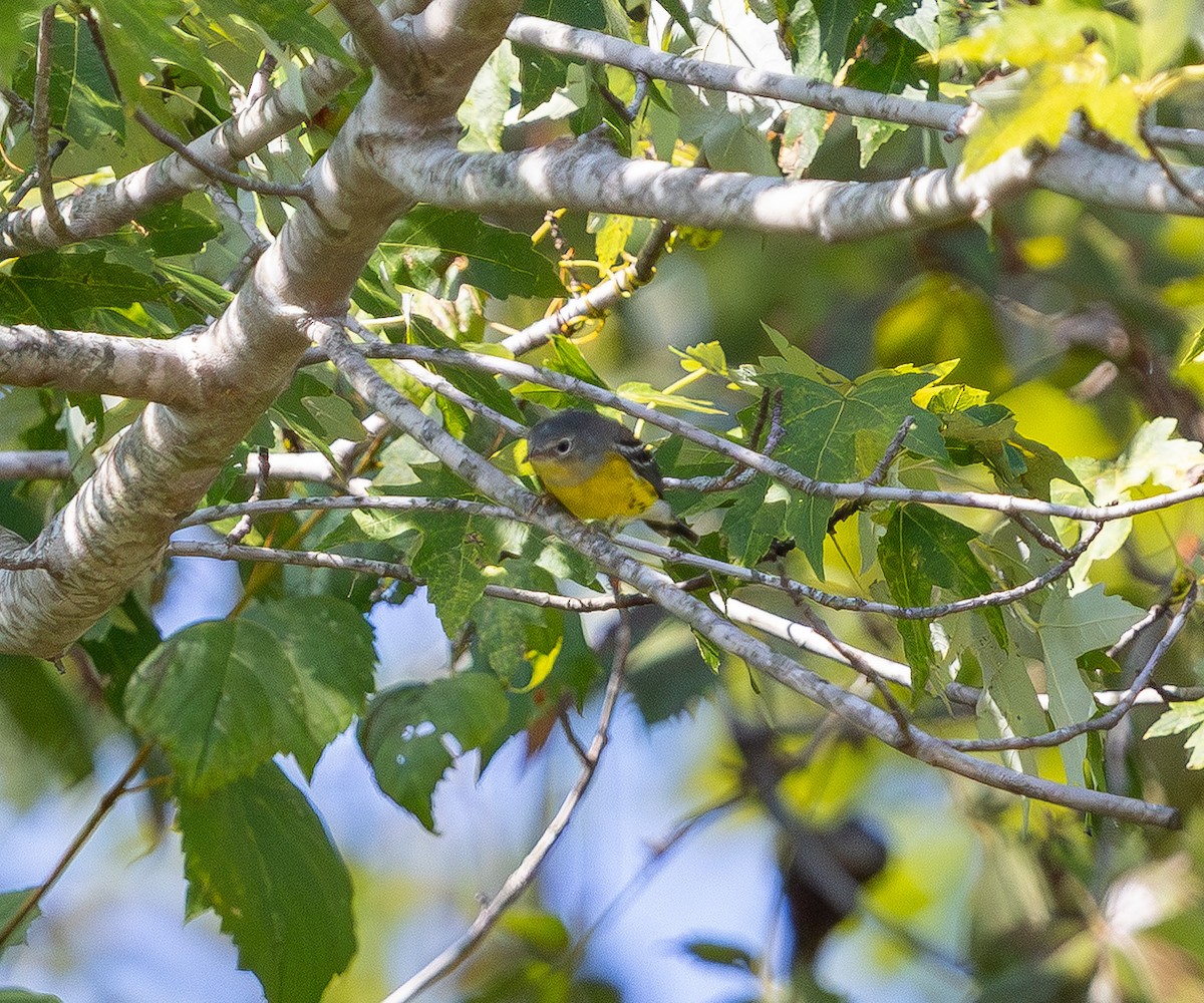 Magnolia Warbler - ML642096310