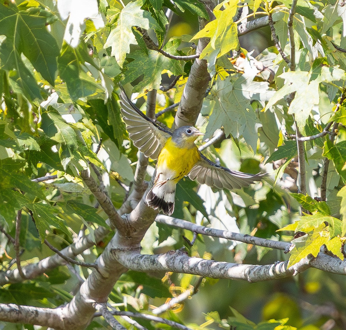 Magnolia Warbler - ML642096311