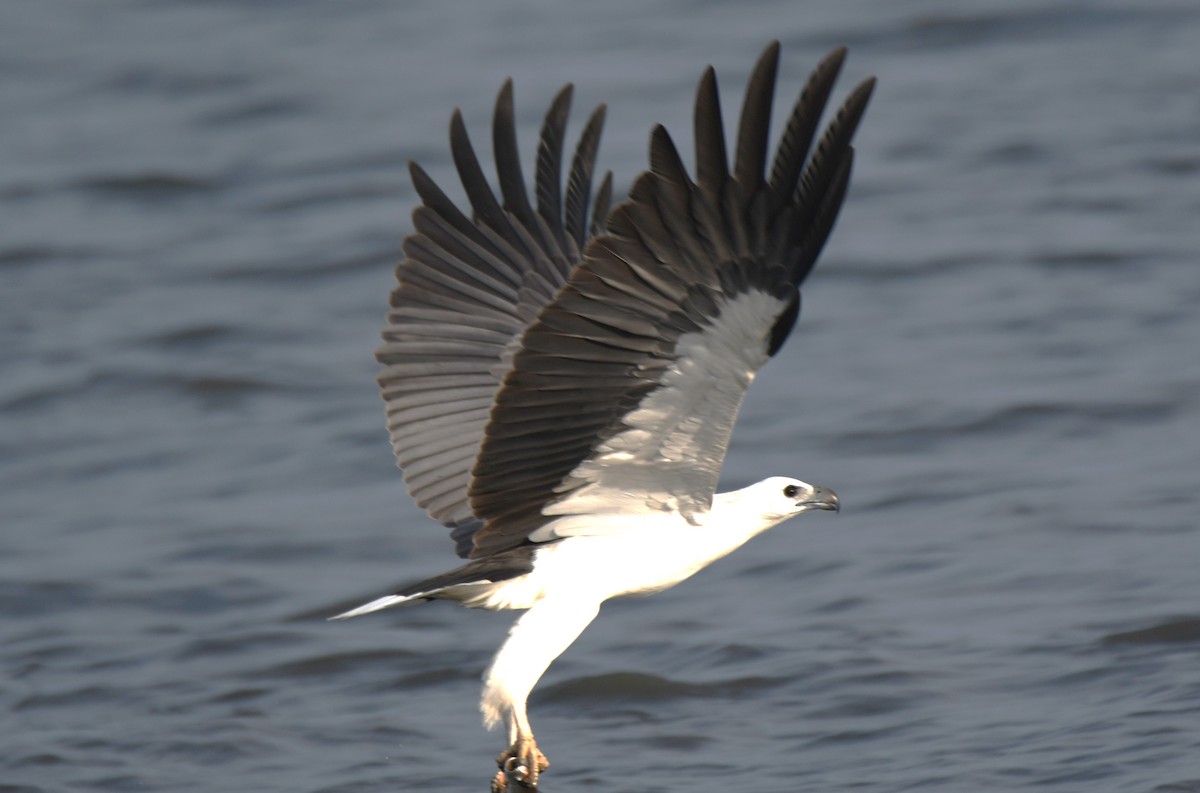 White-bellied Sea-Eagle - ML642096315