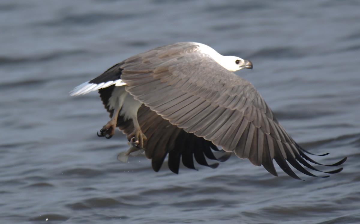 White-bellied Sea-Eagle - ML642096316