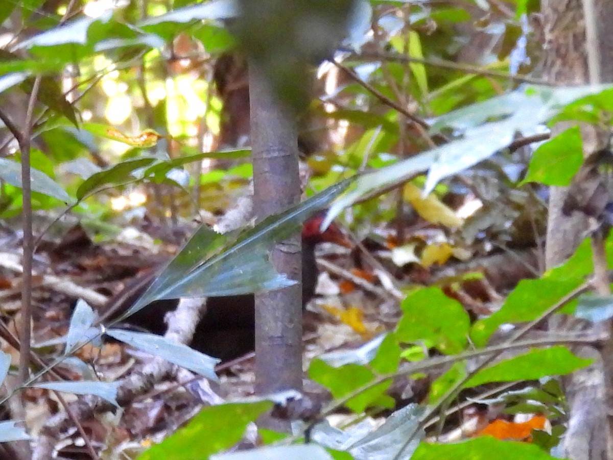 Philippine Megapode - ML642096318