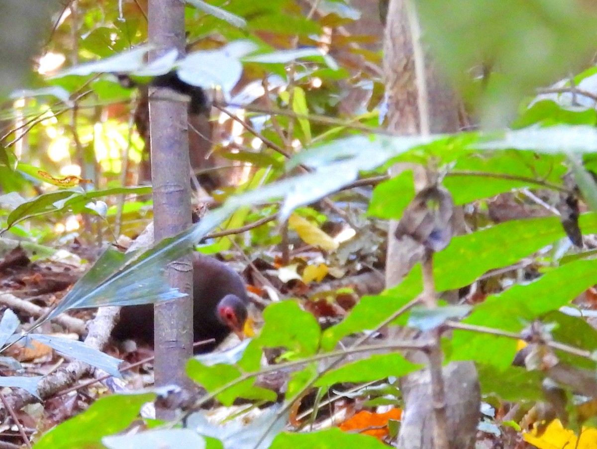 Philippine Megapode - ML642096319