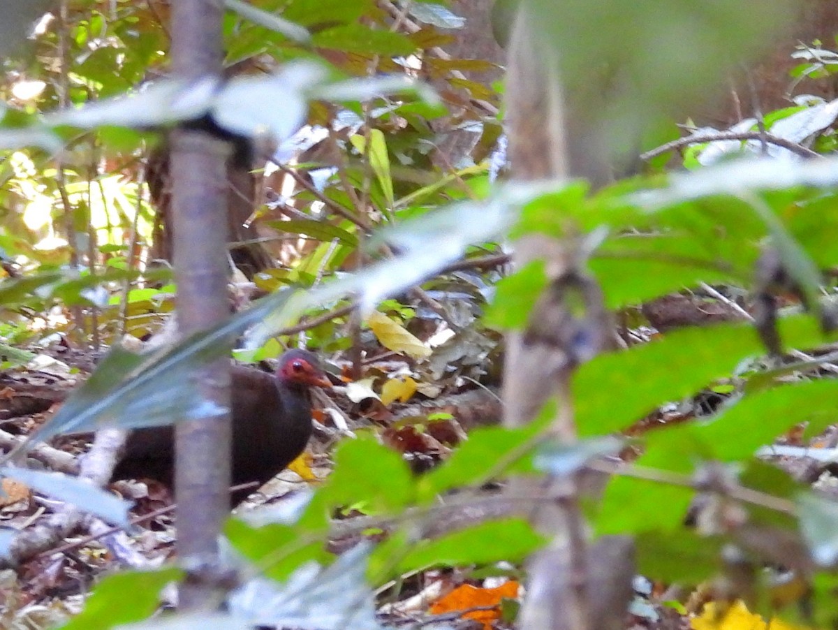 Philippine Megapode - ML642096320