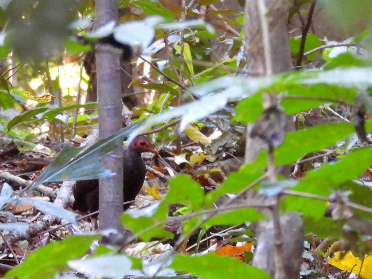 Philippine Megapode - ML642096321