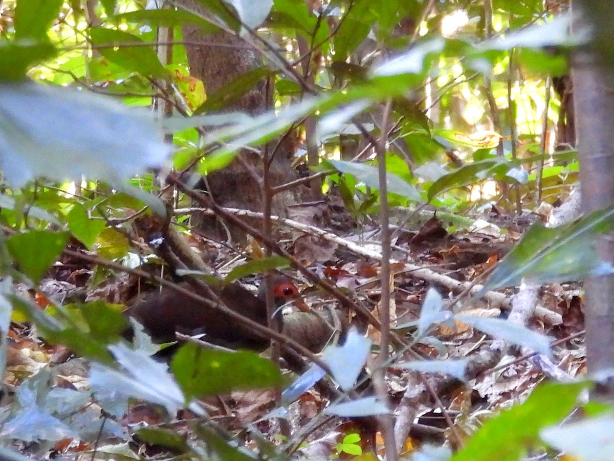 Philippine Megapode - ML642096322