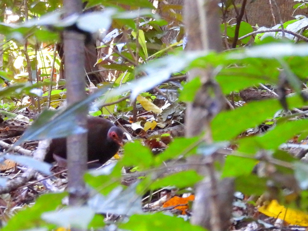 Philippine Megapode - ML642096323