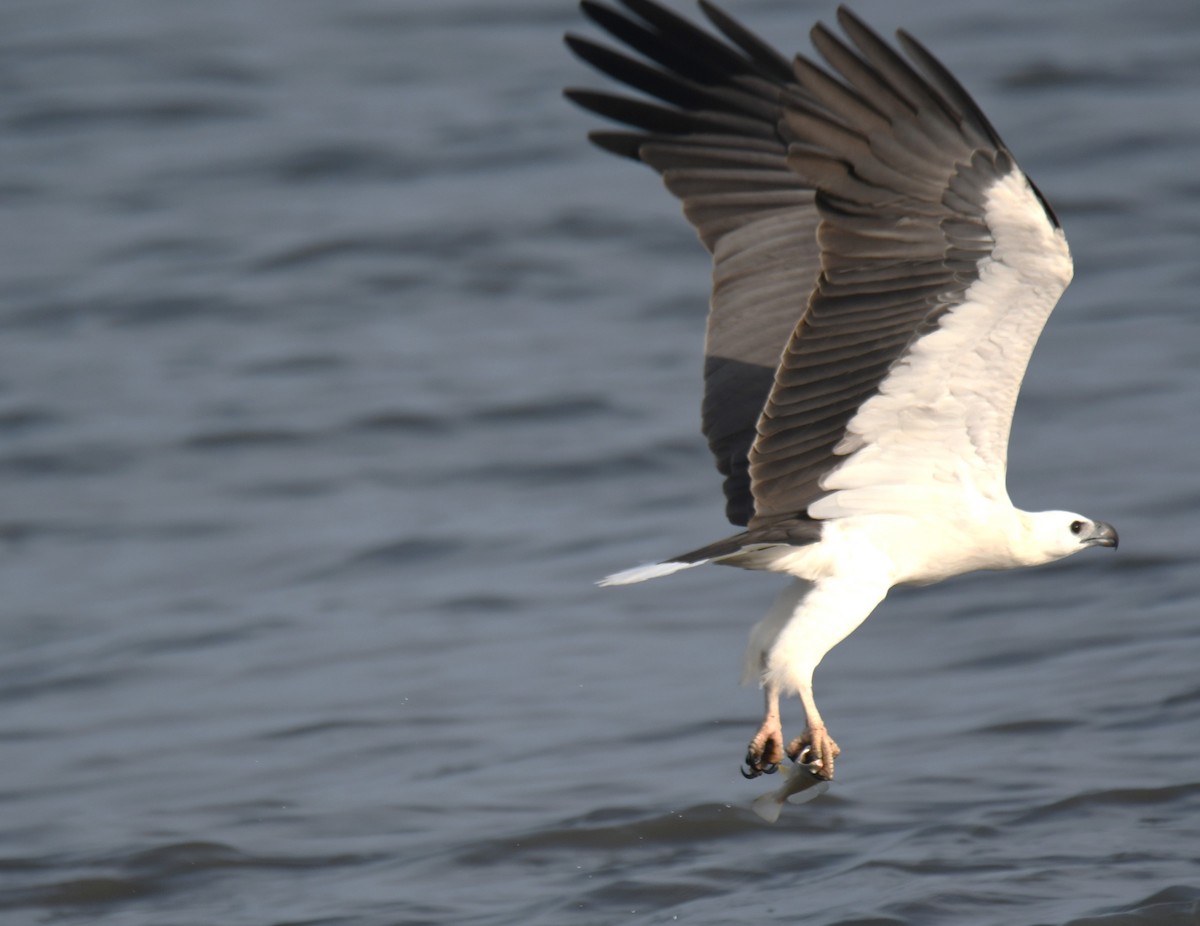 White-bellied Sea-Eagle - ML642096324