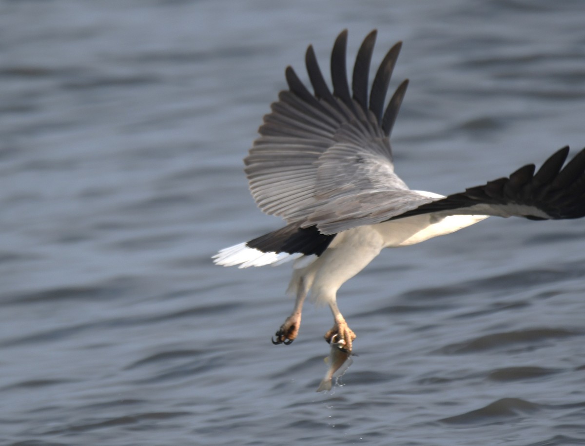 White-bellied Sea-Eagle - ML642096326