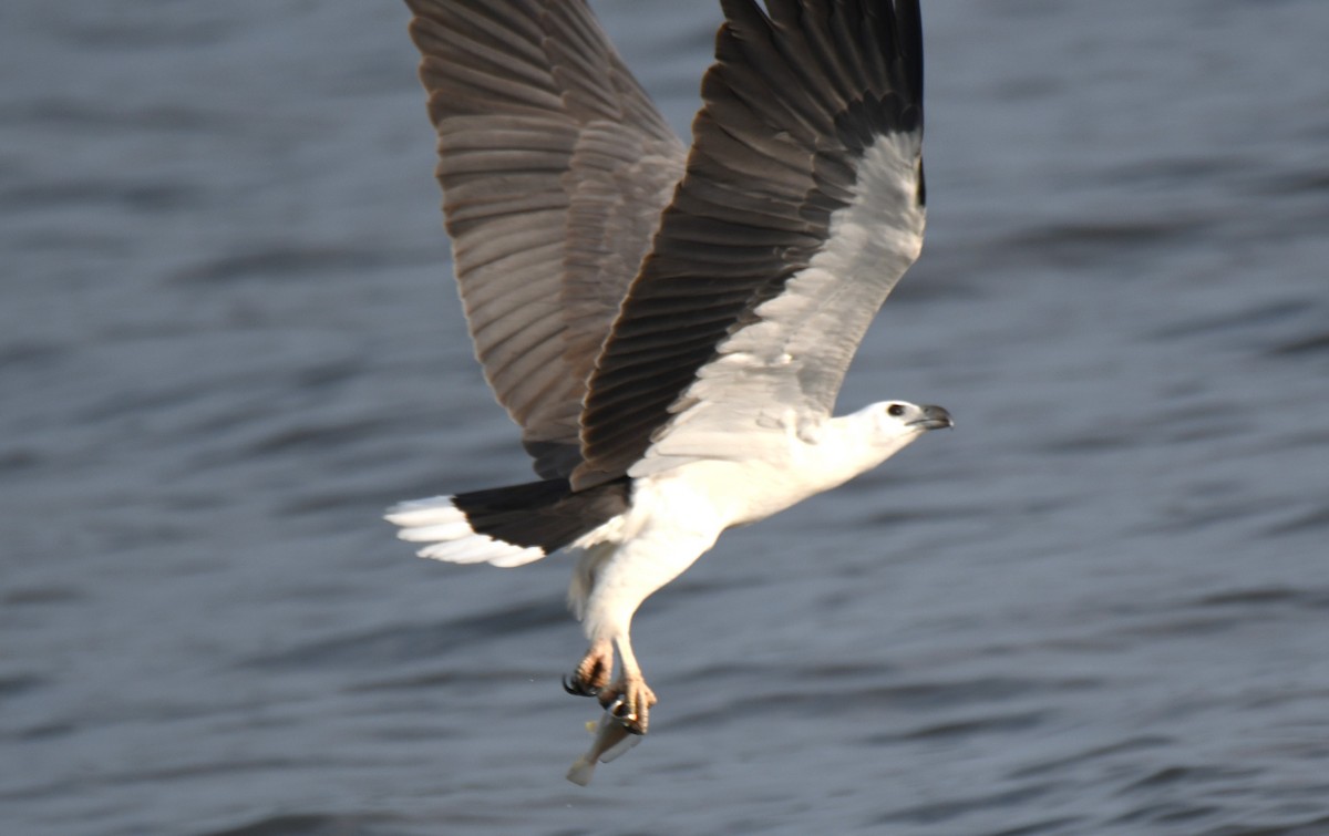 White-bellied Sea-Eagle - ML642096329