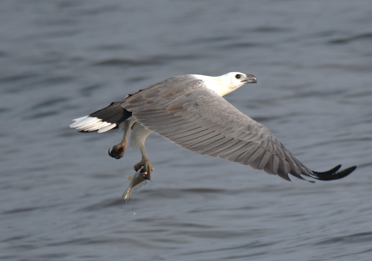White-bellied Sea-Eagle - ML642096330