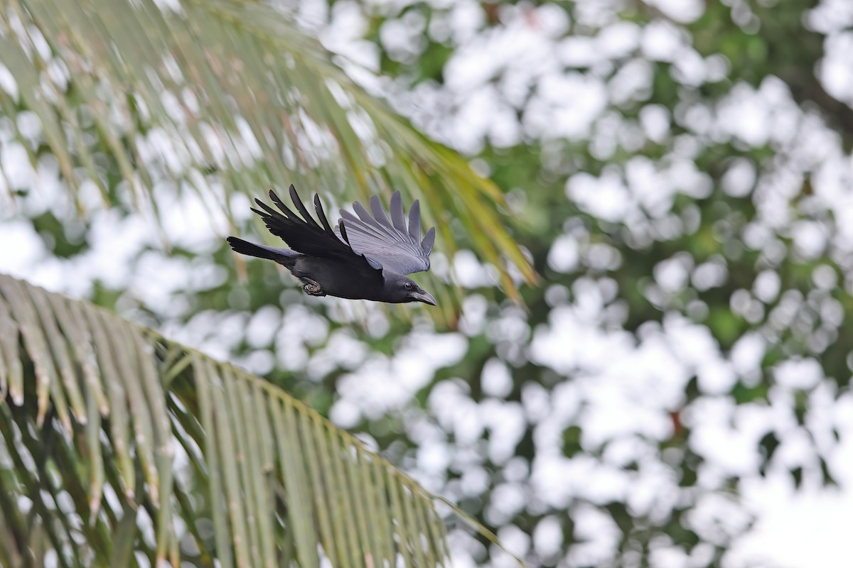Sulawesi Crow - ML642096331