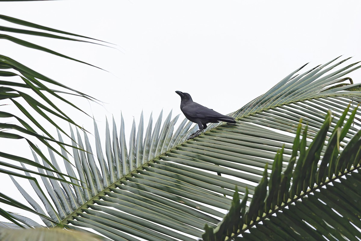 Sulawesi Crow - ML642096333