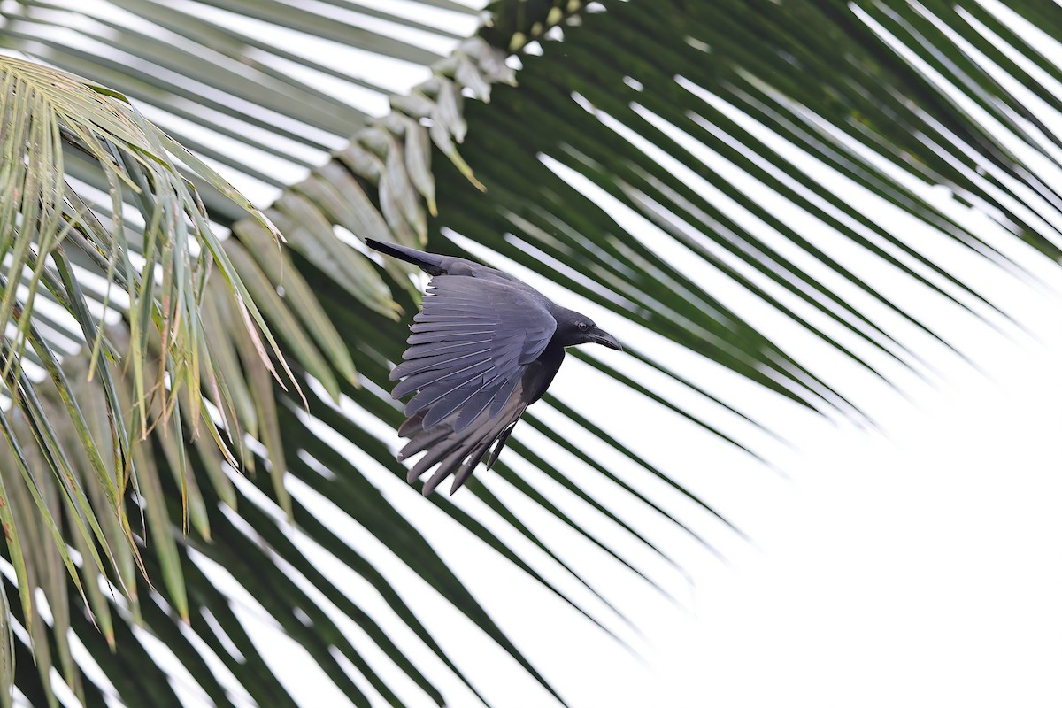 Sulawesi Crow - ML642096334