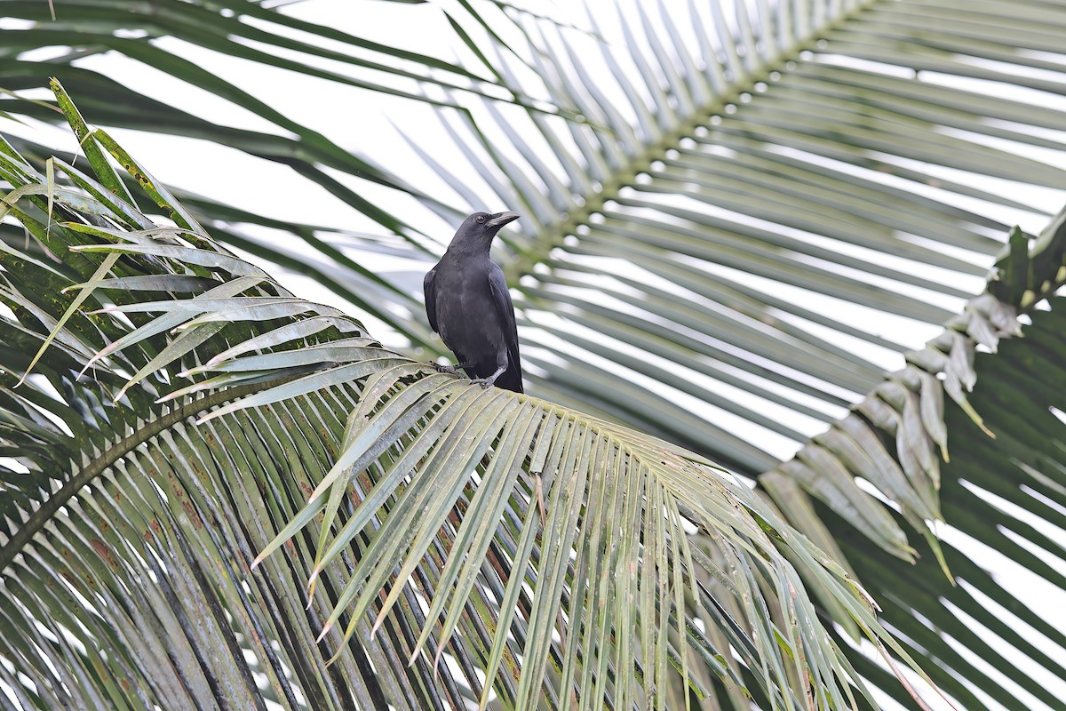 Sulawesi Crow - ML642096335