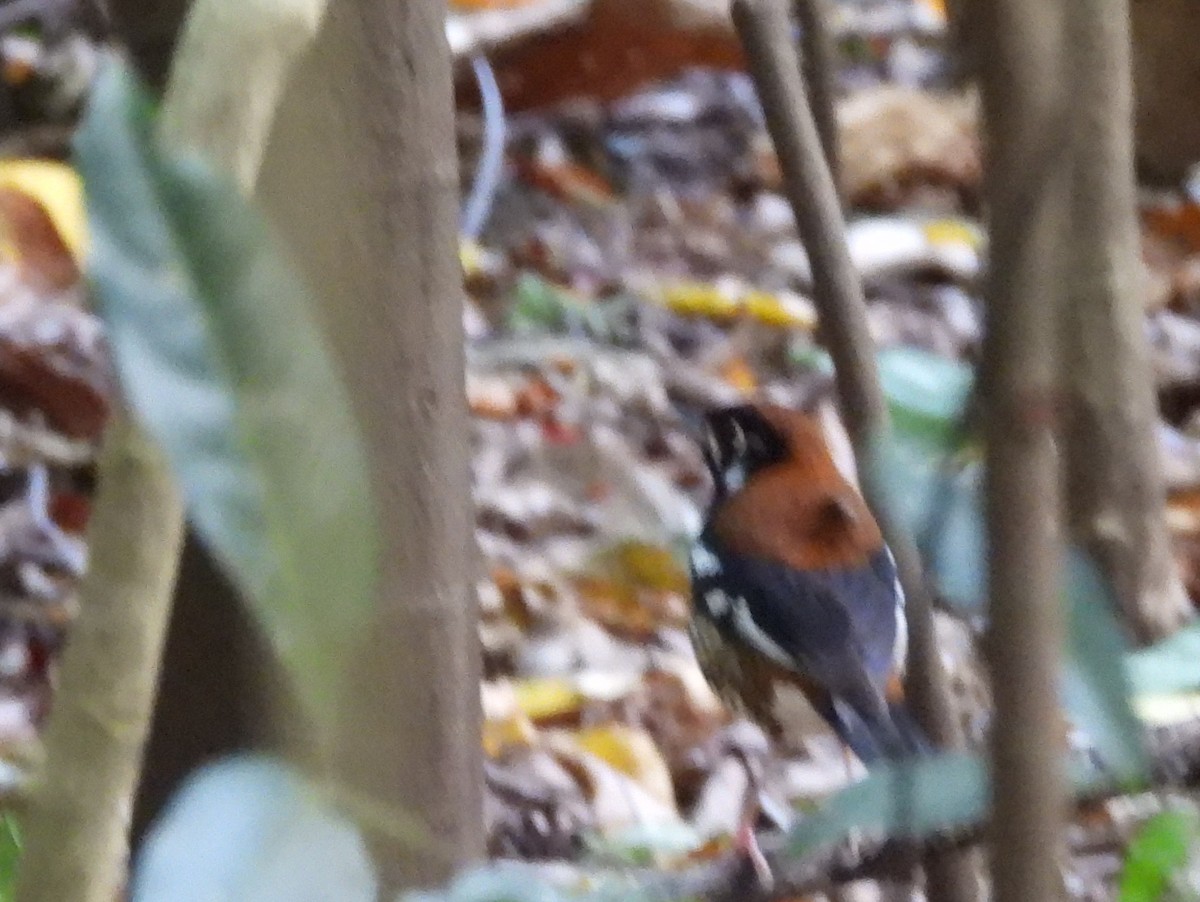Rusty-backed Thrush - ML642096336