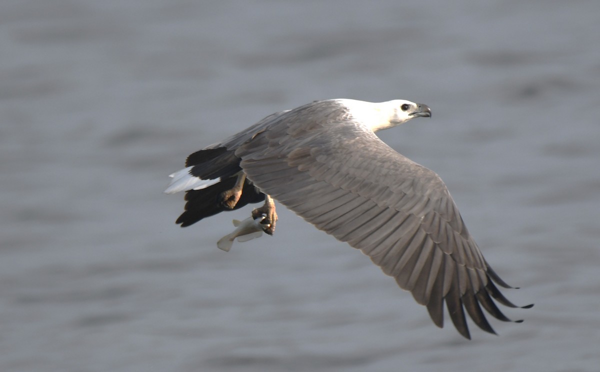 White-bellied Sea-Eagle - ML642096337