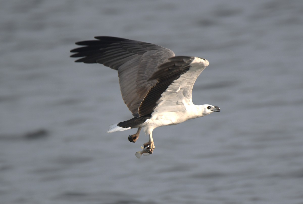 White-bellied Sea-Eagle - ML642096338